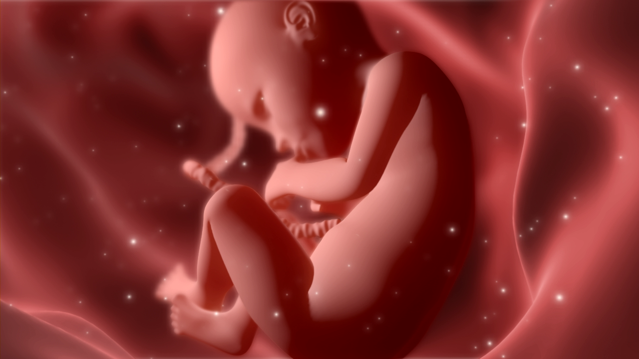 fetus02